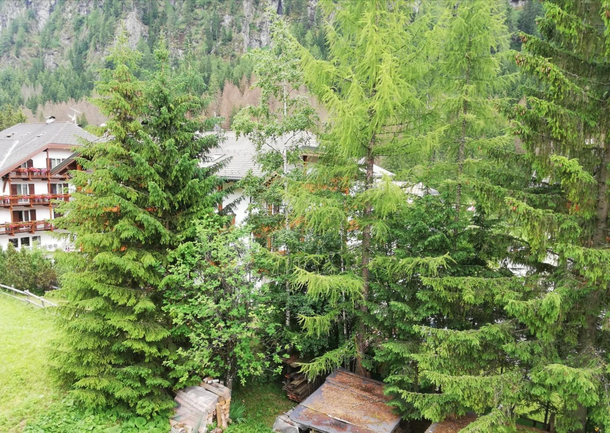 Ferienwohnung Cesa Pier Sellaronda Dolomiti Campitello di Fassa Exterior foto